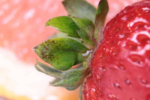 laurenwagner-strawberrydrops